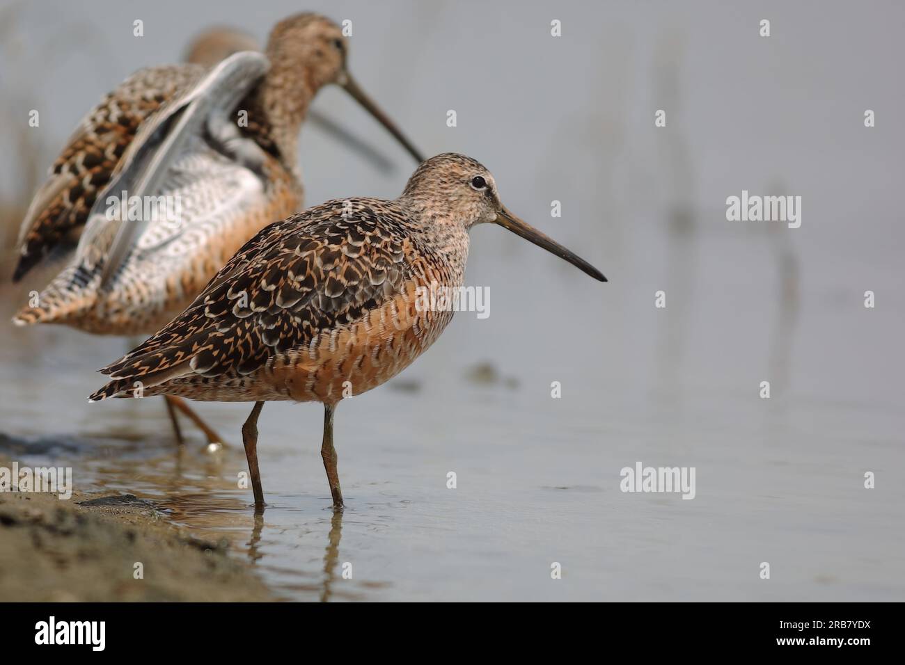 The long-billed dowitcher (Limnodromus scolopaceus) is a medium-sized shorebird with a relatively long bill belonging to the sandpiper family, Scolopa Stock Photo