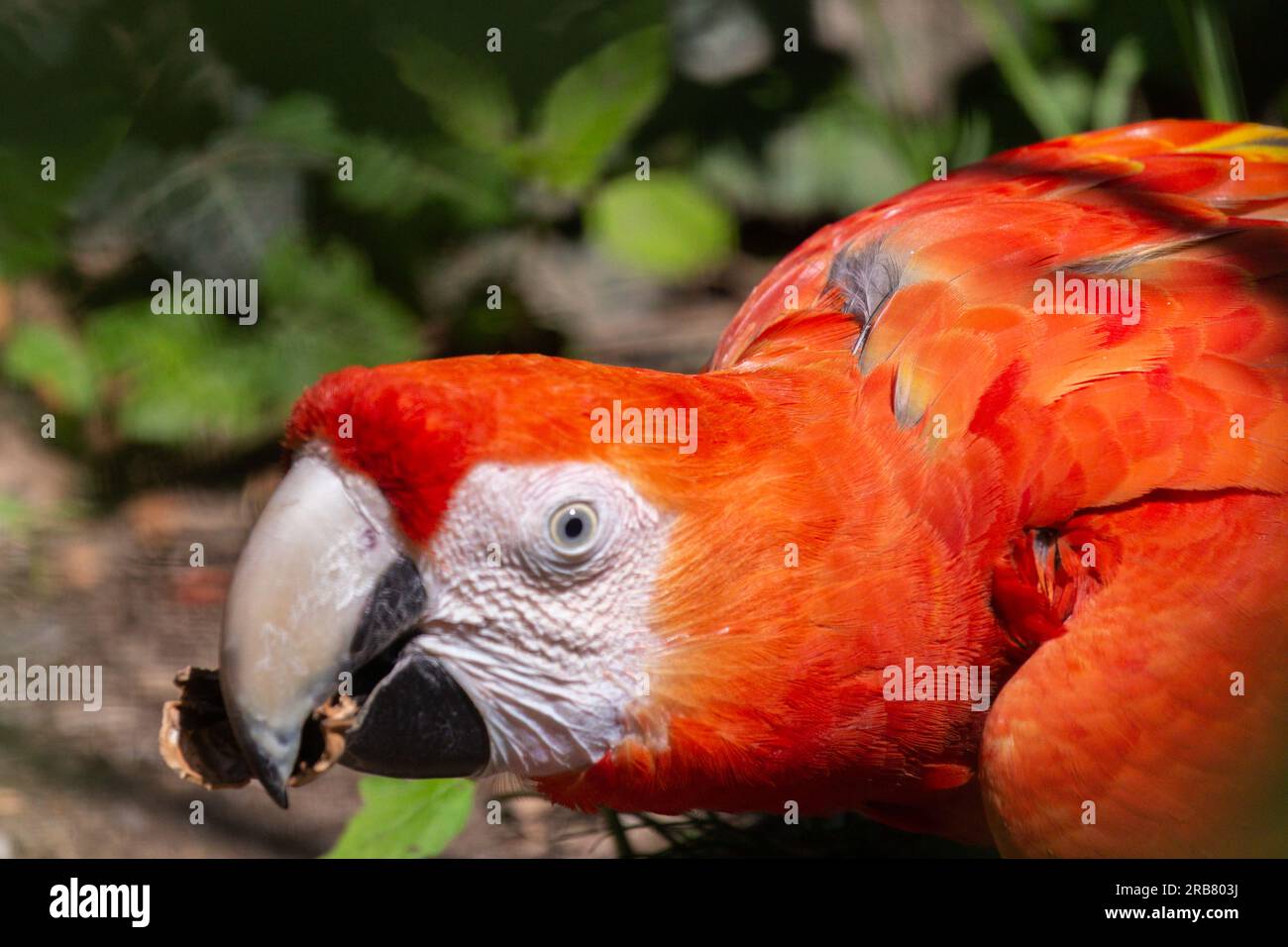 closeup detail photograph of a red scarlet macaw parrot captured in