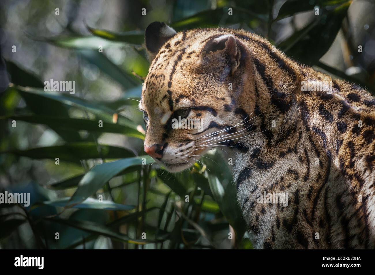 This photo shows an ocelot adult that lives in a wildlife park. The