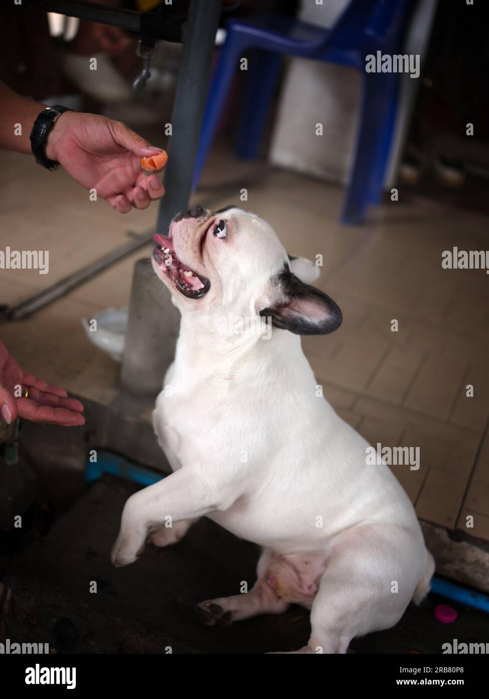 OWNER gives a treat to a French bulldog in the home . dog training concept Stock Photo