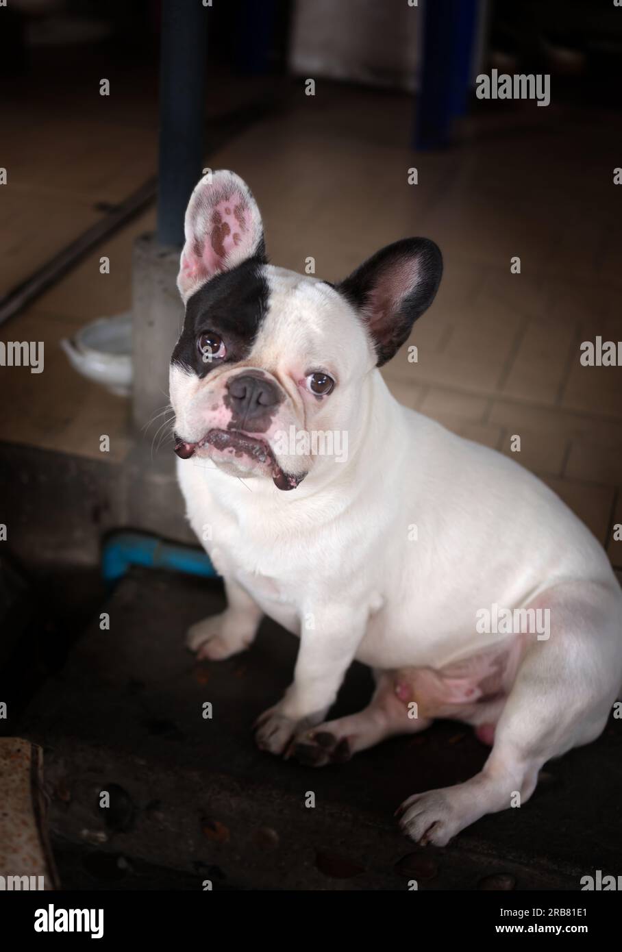 Blue french bulldog hi-res stock photography and images - Alamy