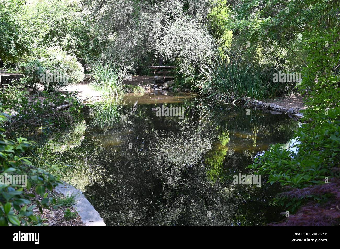 Pond at a Botanical Gardens in Los Angeles Stock Photo Alamy