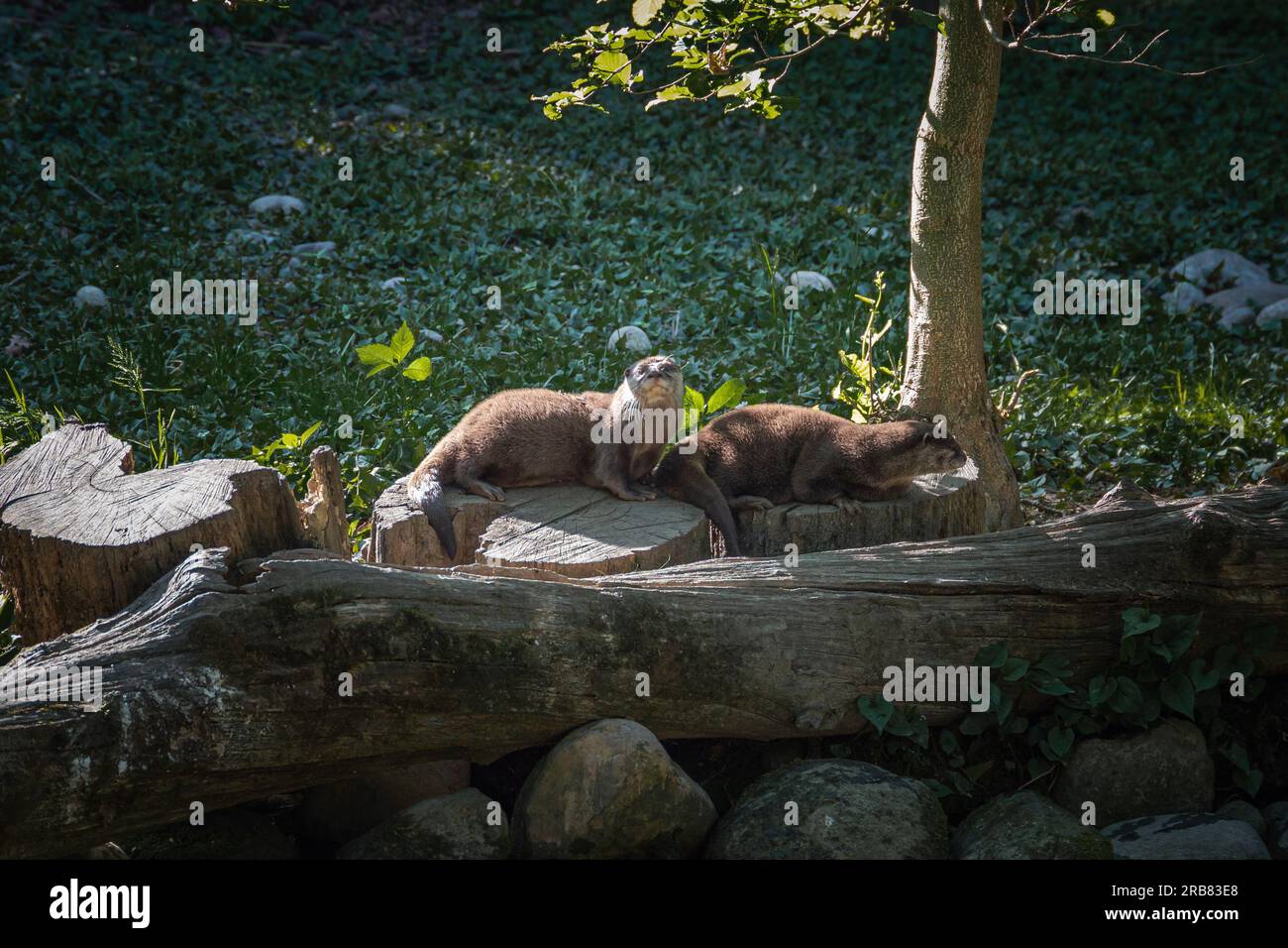 This photo shows a group of otters that live in a wildlife park. The