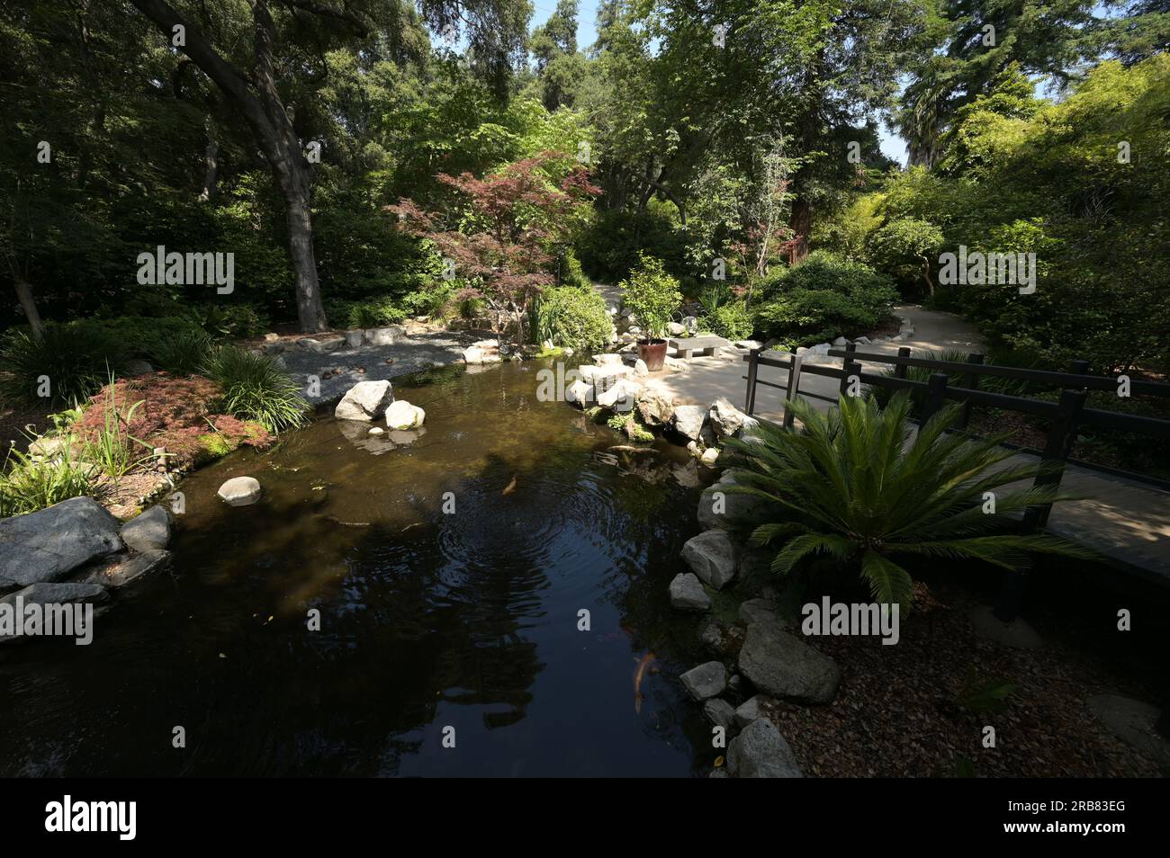 Pond at a Botanical Gardens in Los Angeles Stock Photo Alamy