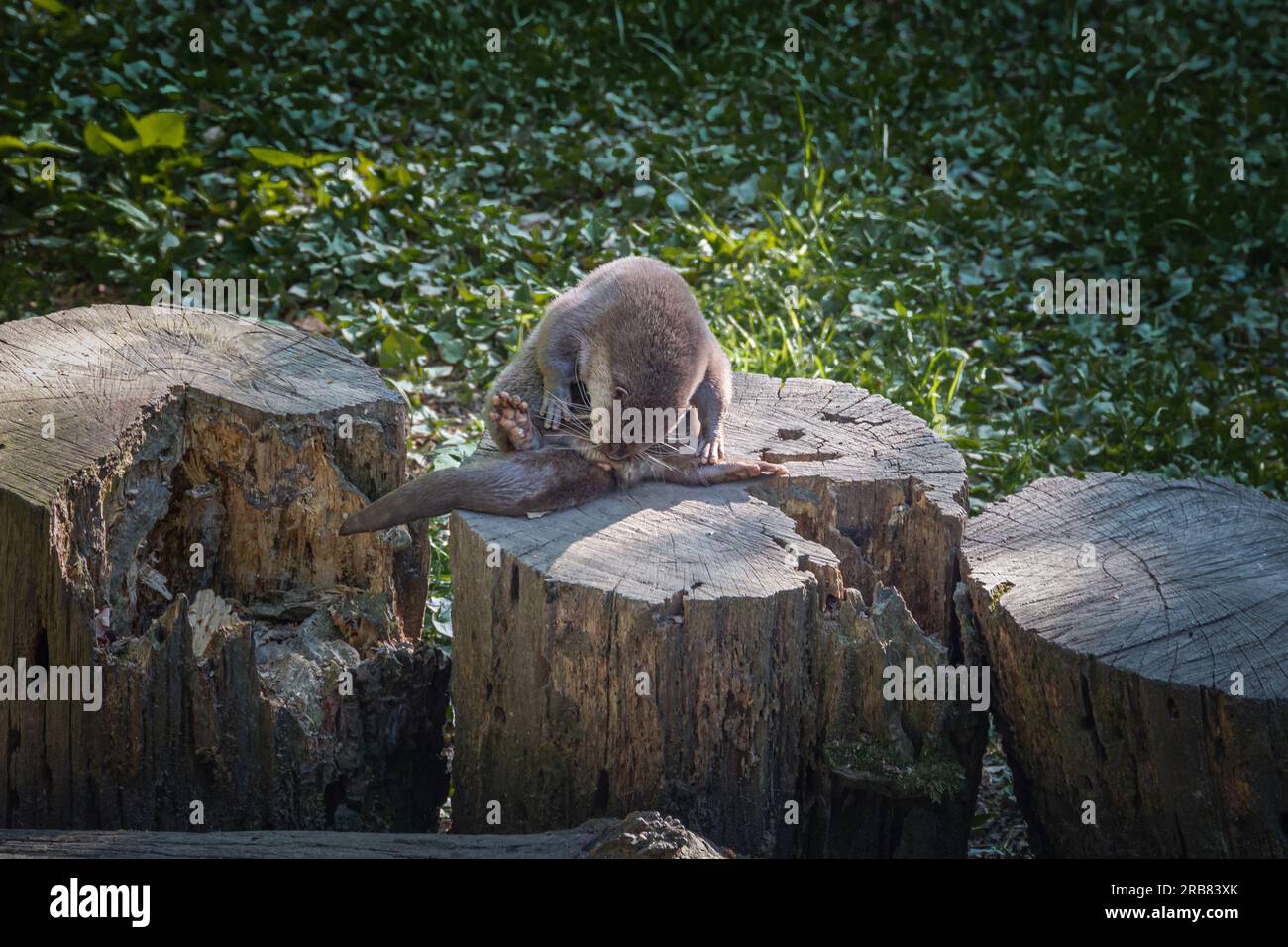 This photo shows a group of otters that live in a wildlife park. The