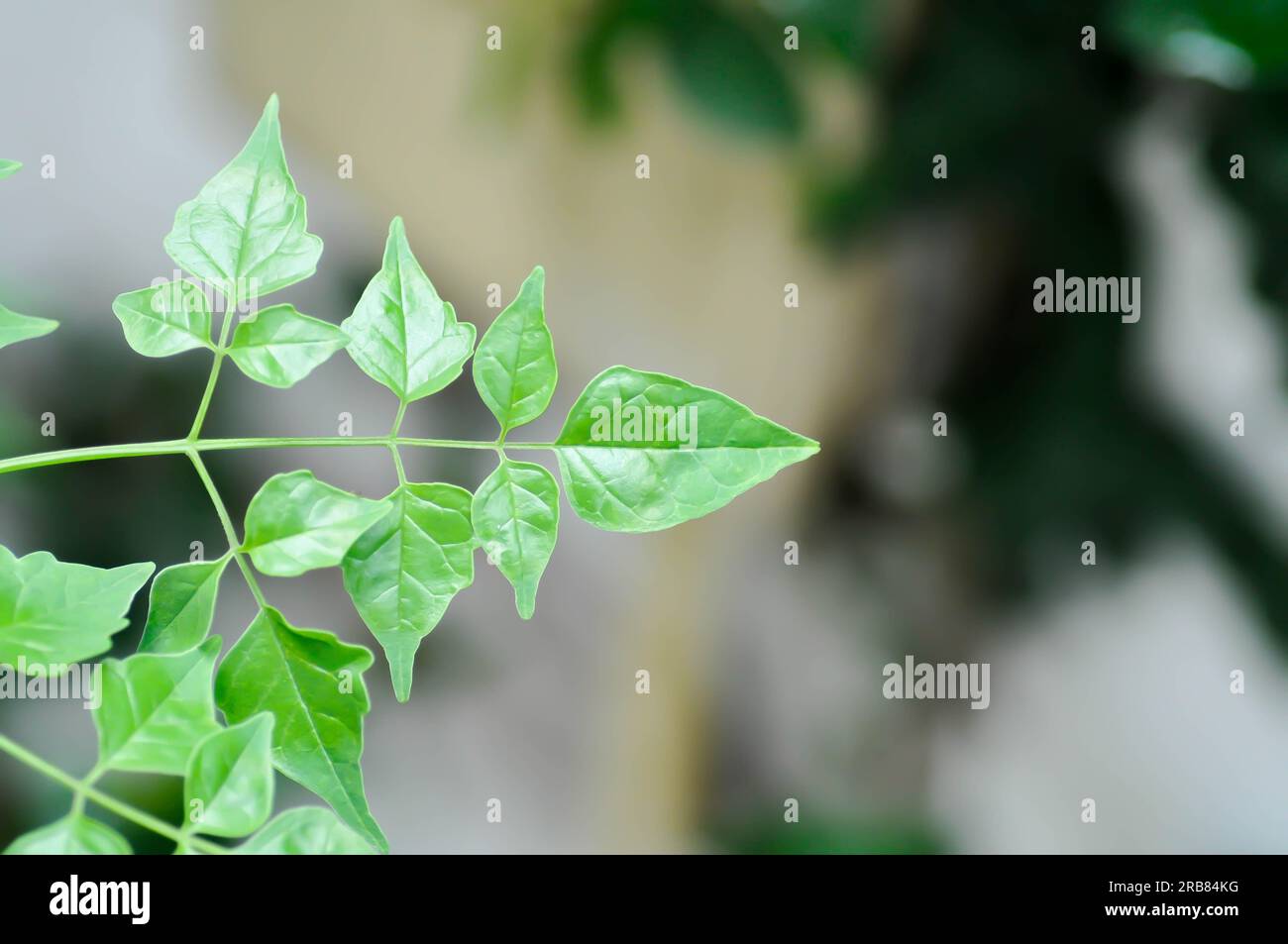 Cork tree, Indian cork tree or Millingtonia hortensis Linn or