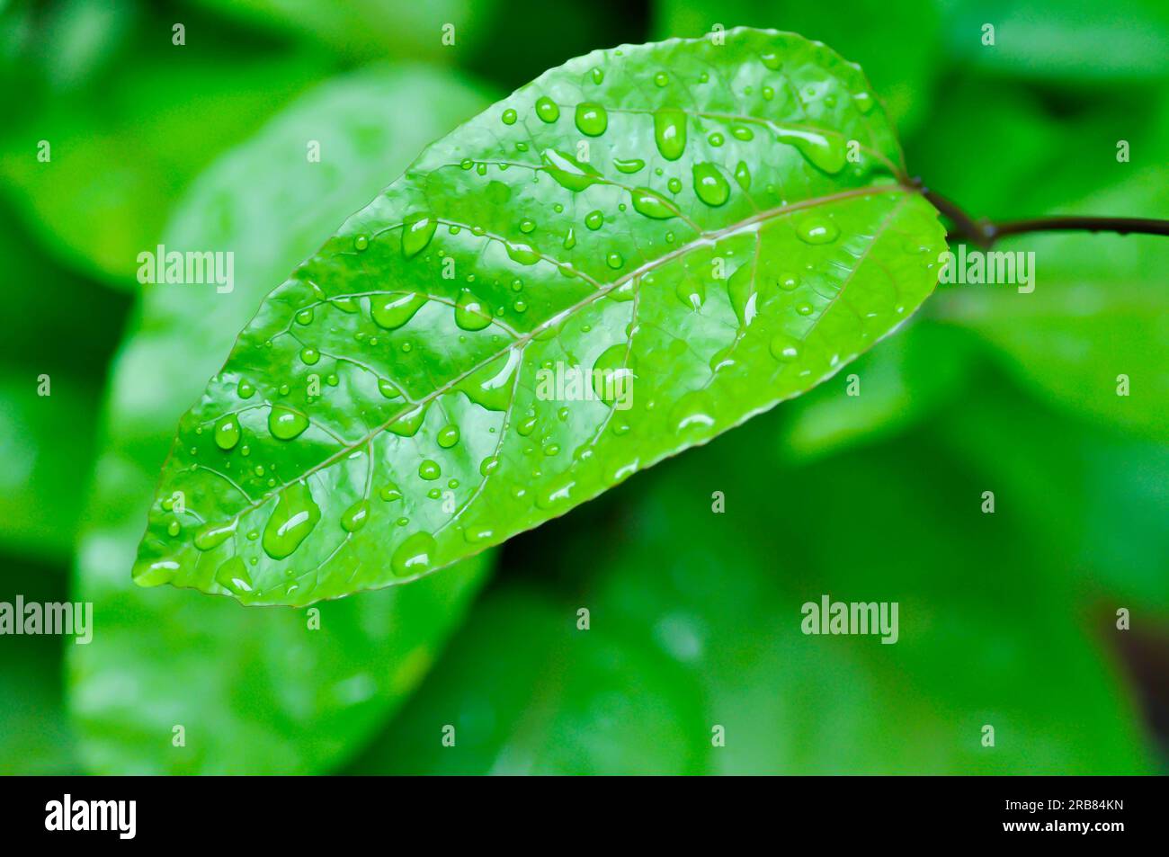 passion fruit plant, Passiflora edulis or Passionfruit or Maracuja leaf and rain drop Stock Photo
