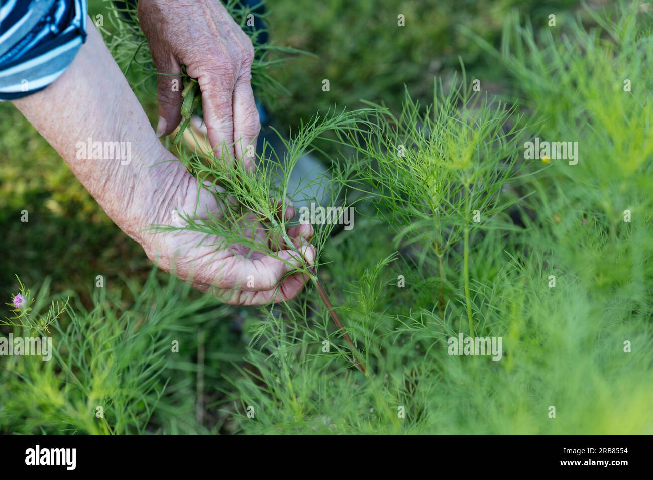 Gardener pinching out cosmos for maxumum blooms Stock Photo Alamy