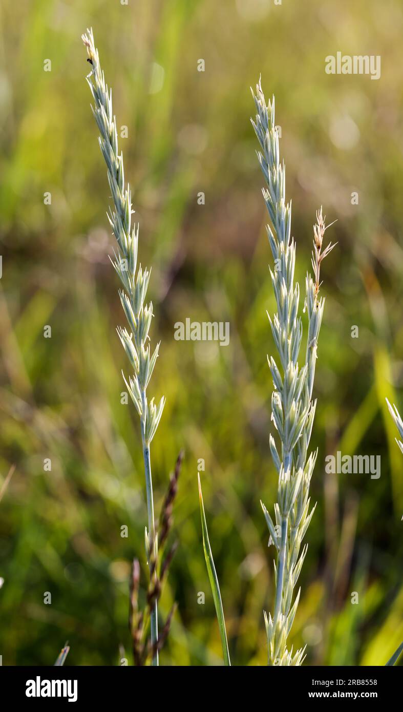 Sea Lyme grass Stock Photo