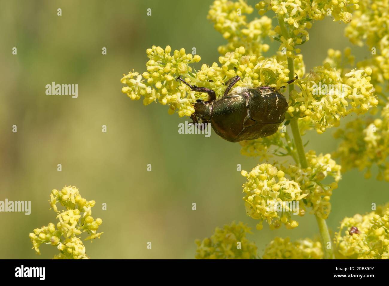 Copper chafer is a species of chafer in the family Scarabaeidae. Stock Photo