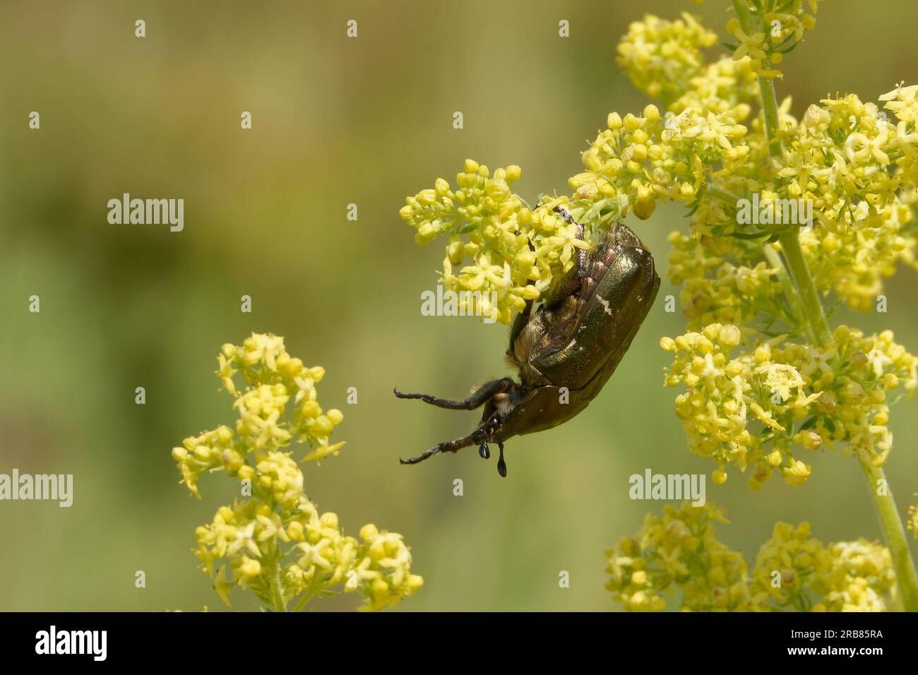Copper chafer is a species of chafer in the family Scarabaeidae. Stock Photo