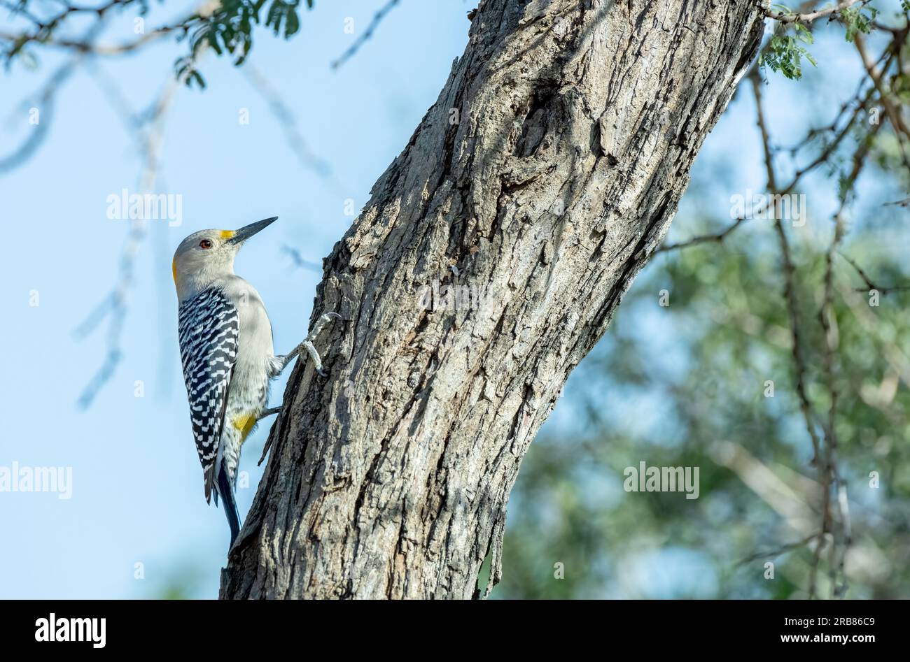 Golden-fronted woodpecker, Melanerpes aurifrons, near Edinburg, Texas, USA Stock Photo
