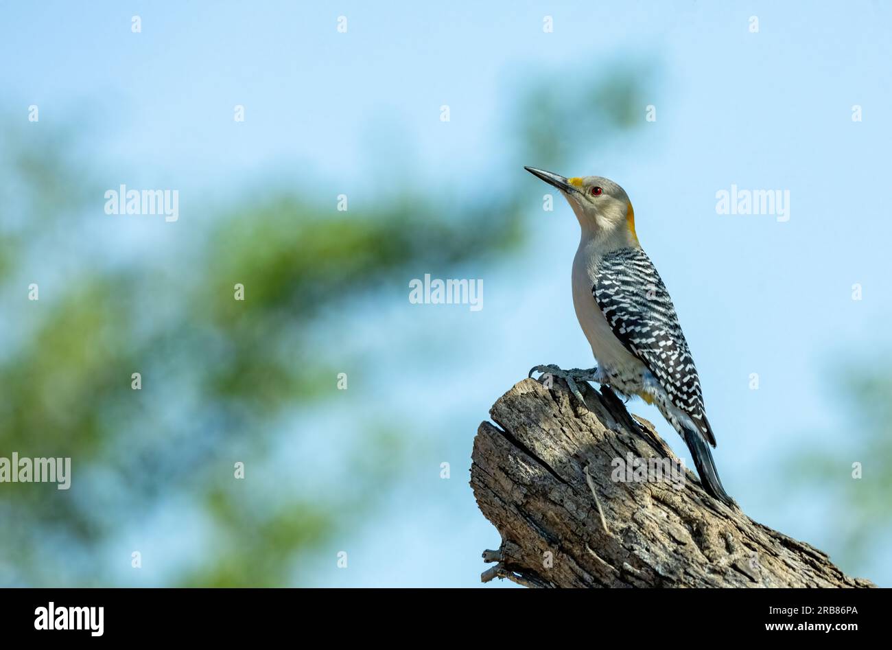 Golden-fronted woodpecker, Melanerpes aurifrons, near Edinburg, Texas, USA Stock Photo