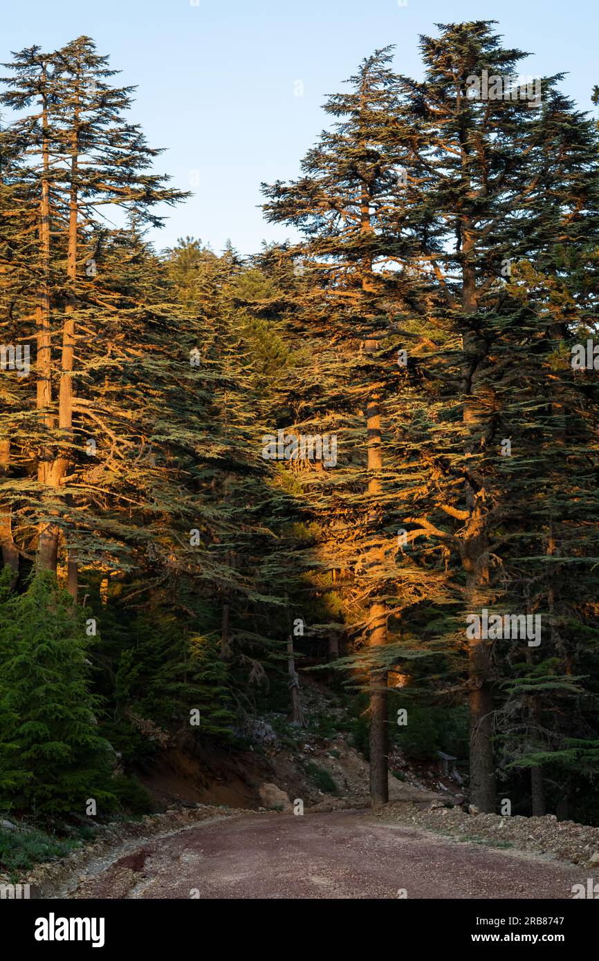 Rare and endangered Lebanese Cedar tree forest at Tahtali mountain in
