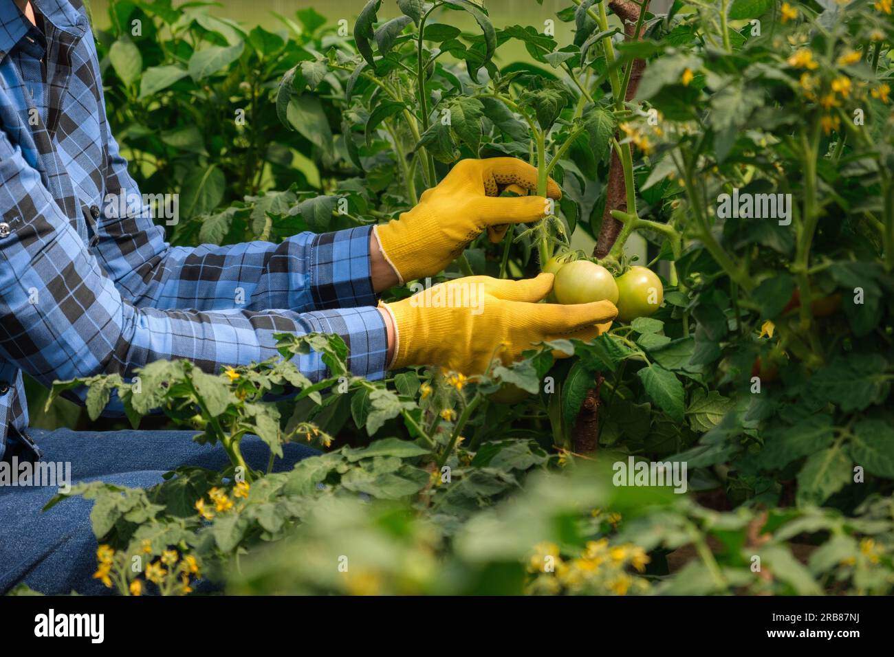 Inspecting Crops Woman farmer inspecting tomatoes plants quality in modern greenhouse ...