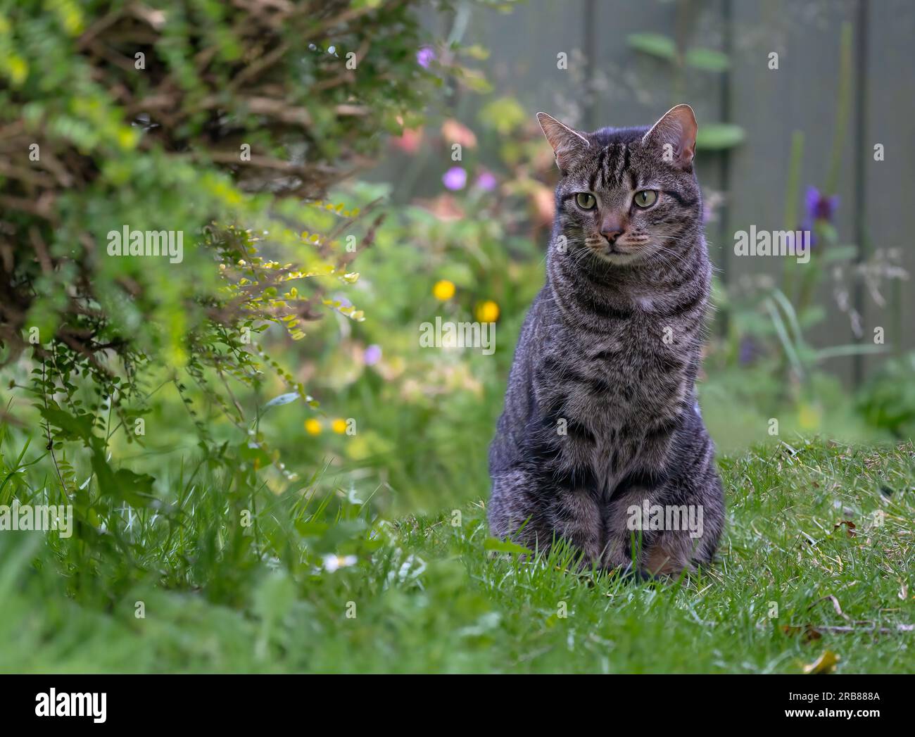 Domesticated house cat Felis catus attracted by garden wildlife, North