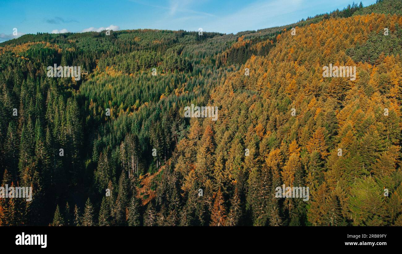 Aerial Photo of an Autumnal forest on a sunny day Stock Photo - Alamy