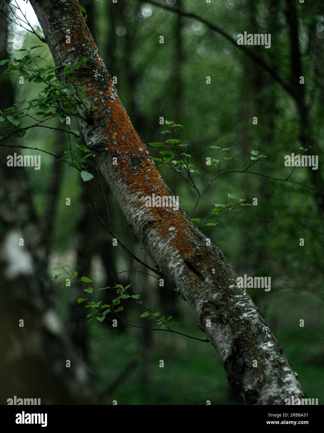Birch in forest hi-res stock photography and images - Alamy
