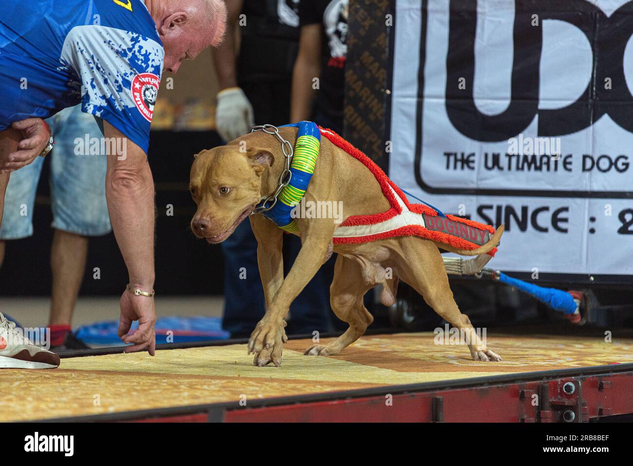 Bangkok, Thailand. 08th July, 2023. A Pitbull dog seen puling a weight ...