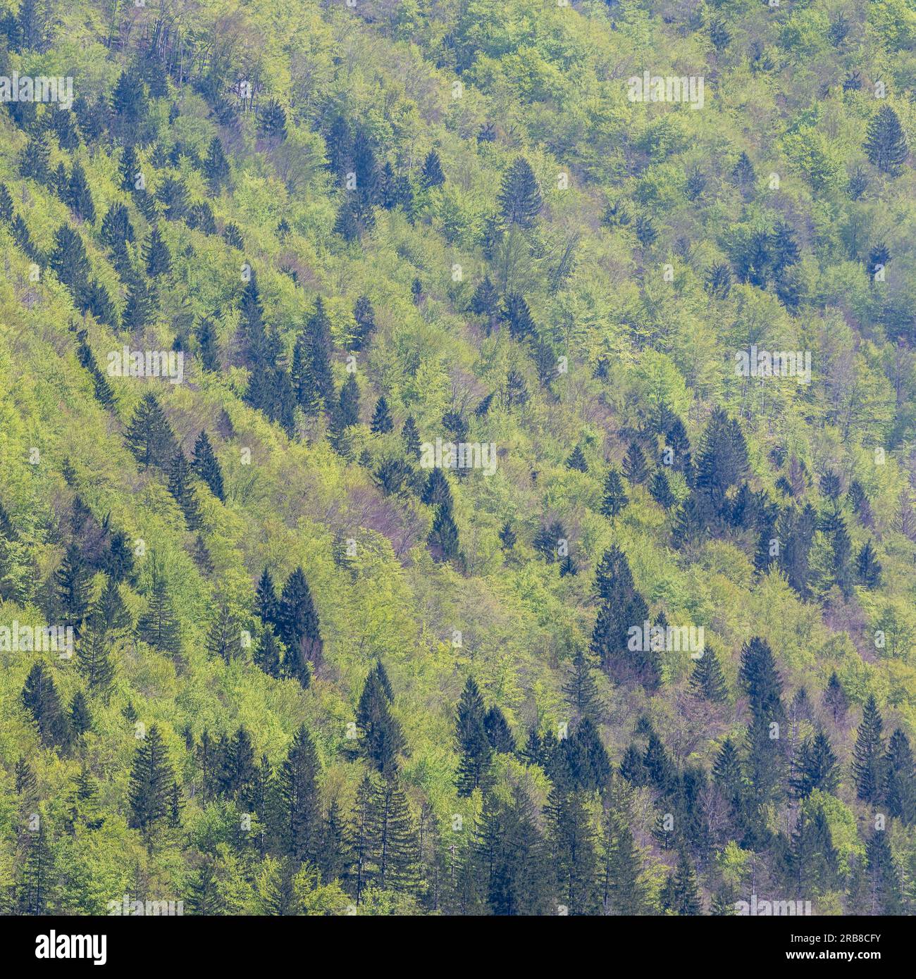 Pine trees on hills bordering beside Lake Bohinj, Triglav National Park, Upper Carniola, Slovenia. Stock Photo