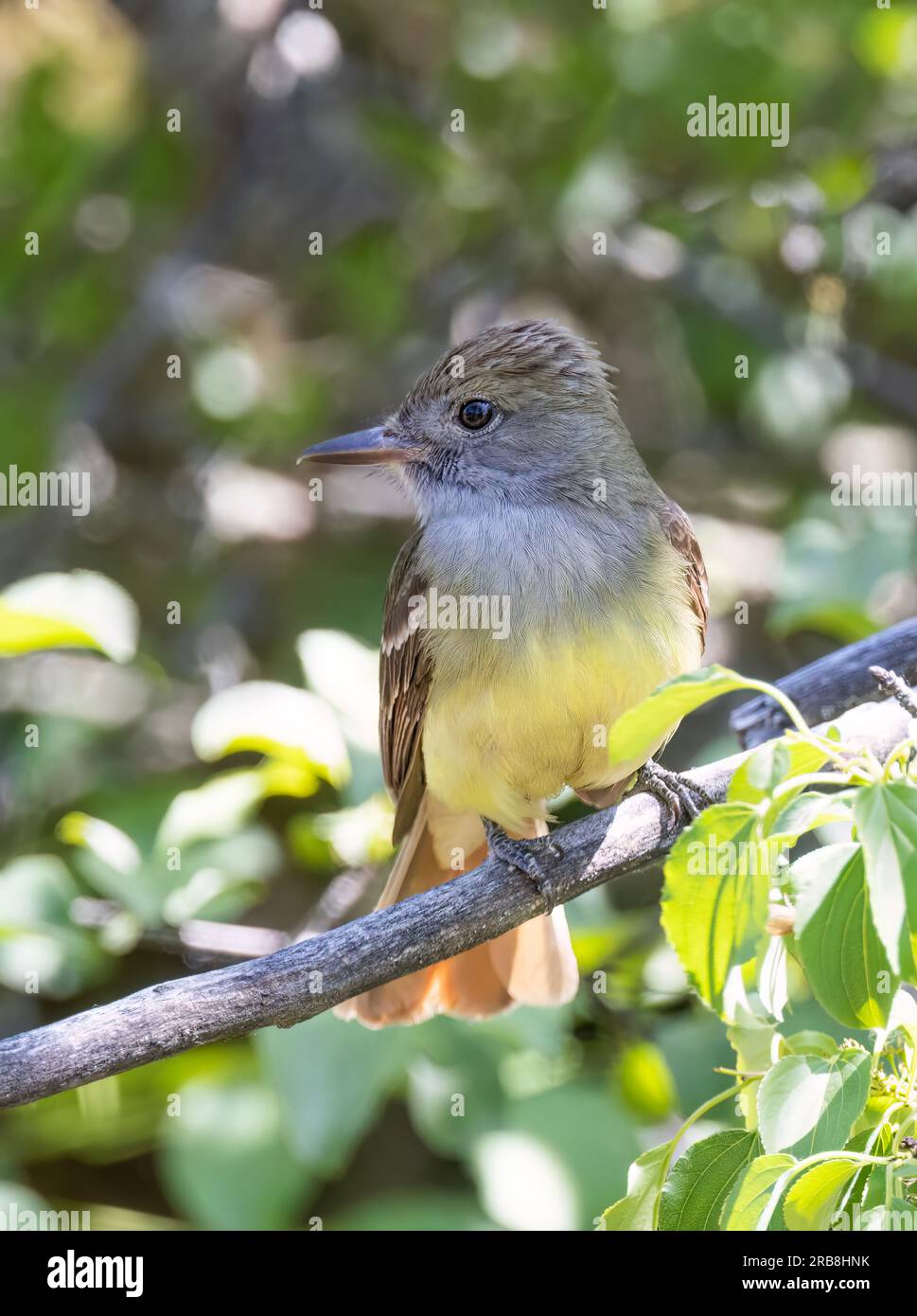 Grey Crested Flycatcher perched on a branch in the spring forest in Canada Stock Photo