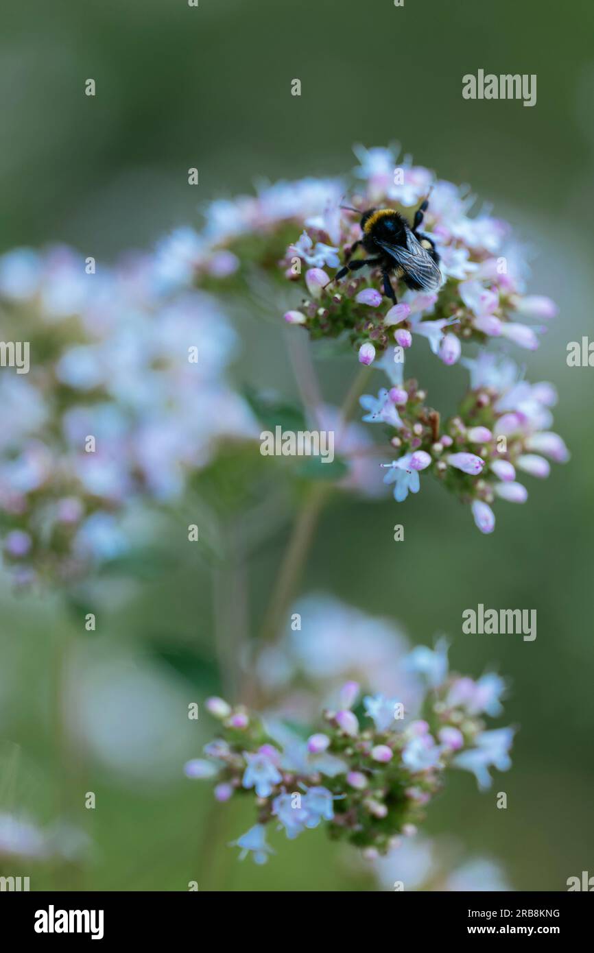 Bumblebee forgaging on oregano (Origanum vulgare) flowers. Stock Photo