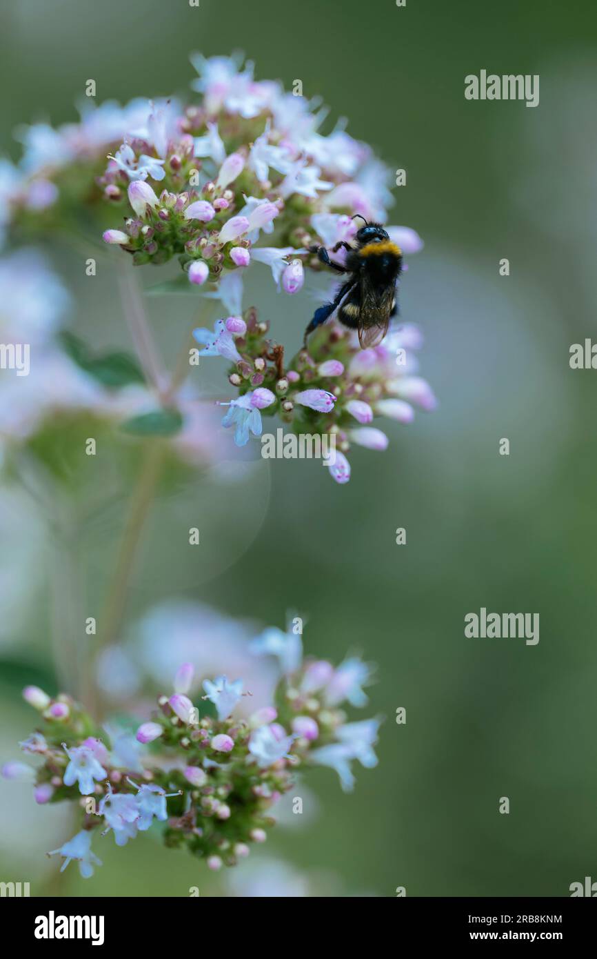 Bumblebee forgaging on oregano (Origanum vulgare) flowers. Stock Photo