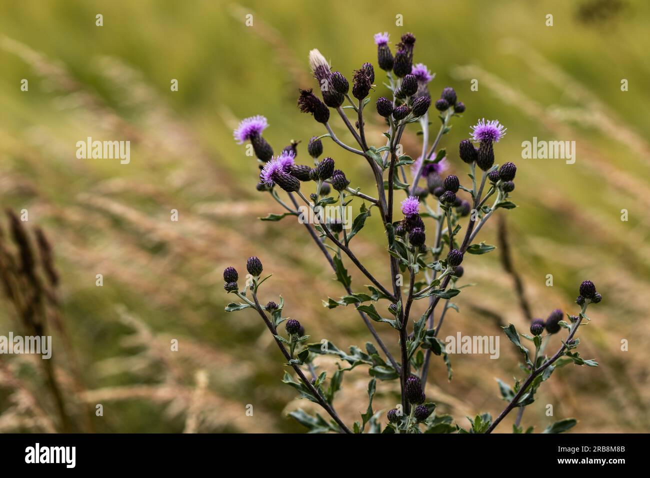 Summer_flowers hi-res stock photography and images - Alamy