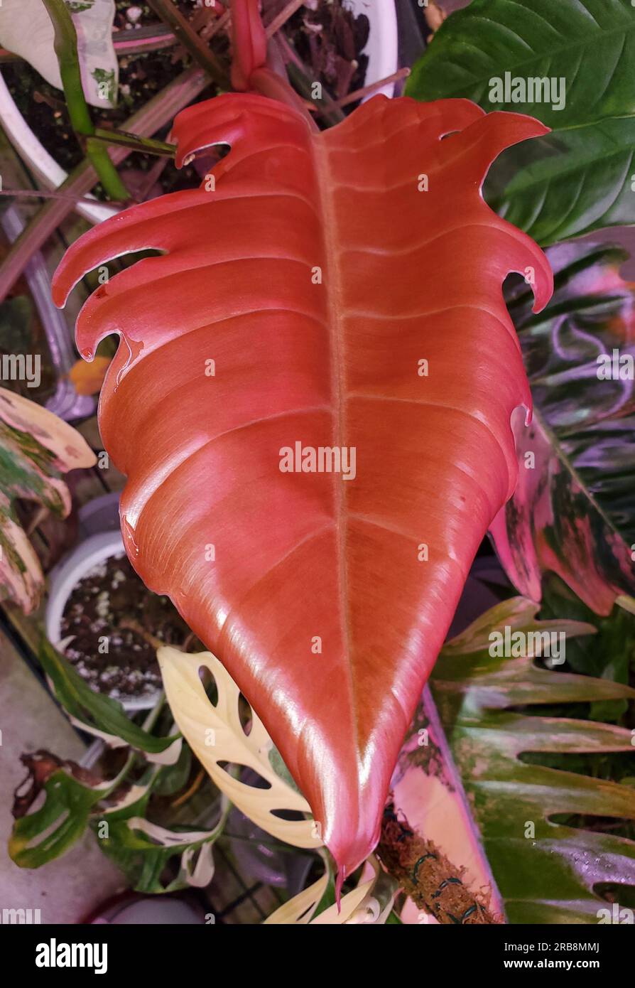 Stunning pink leaf of Philodendron Caramel Marble, a rare and expensive