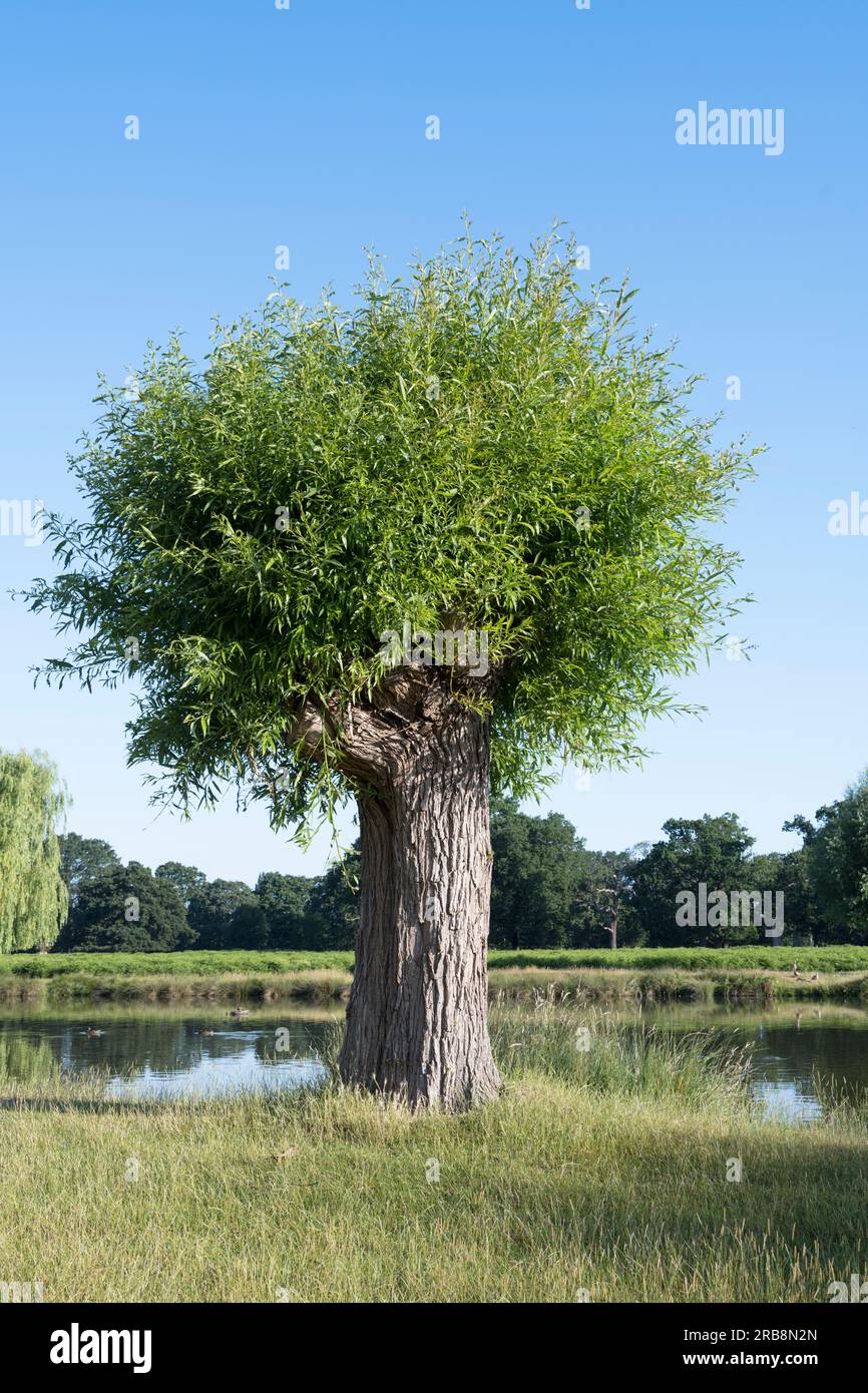 Willow tree coming back to life after surviving heavy pruning Stock