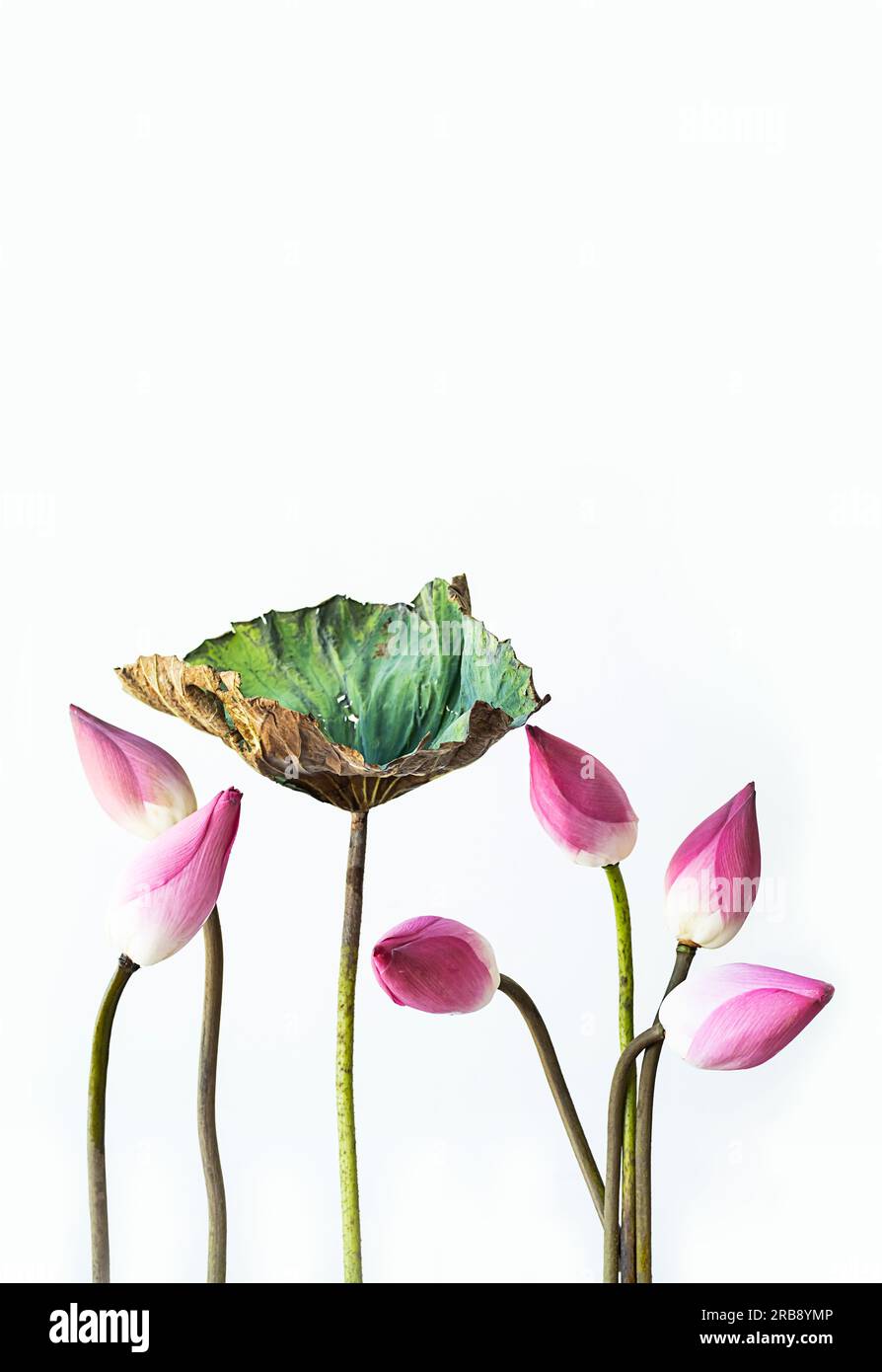 Lotus flowers aesthetic. Floral arrangement Stock Photo Alamy