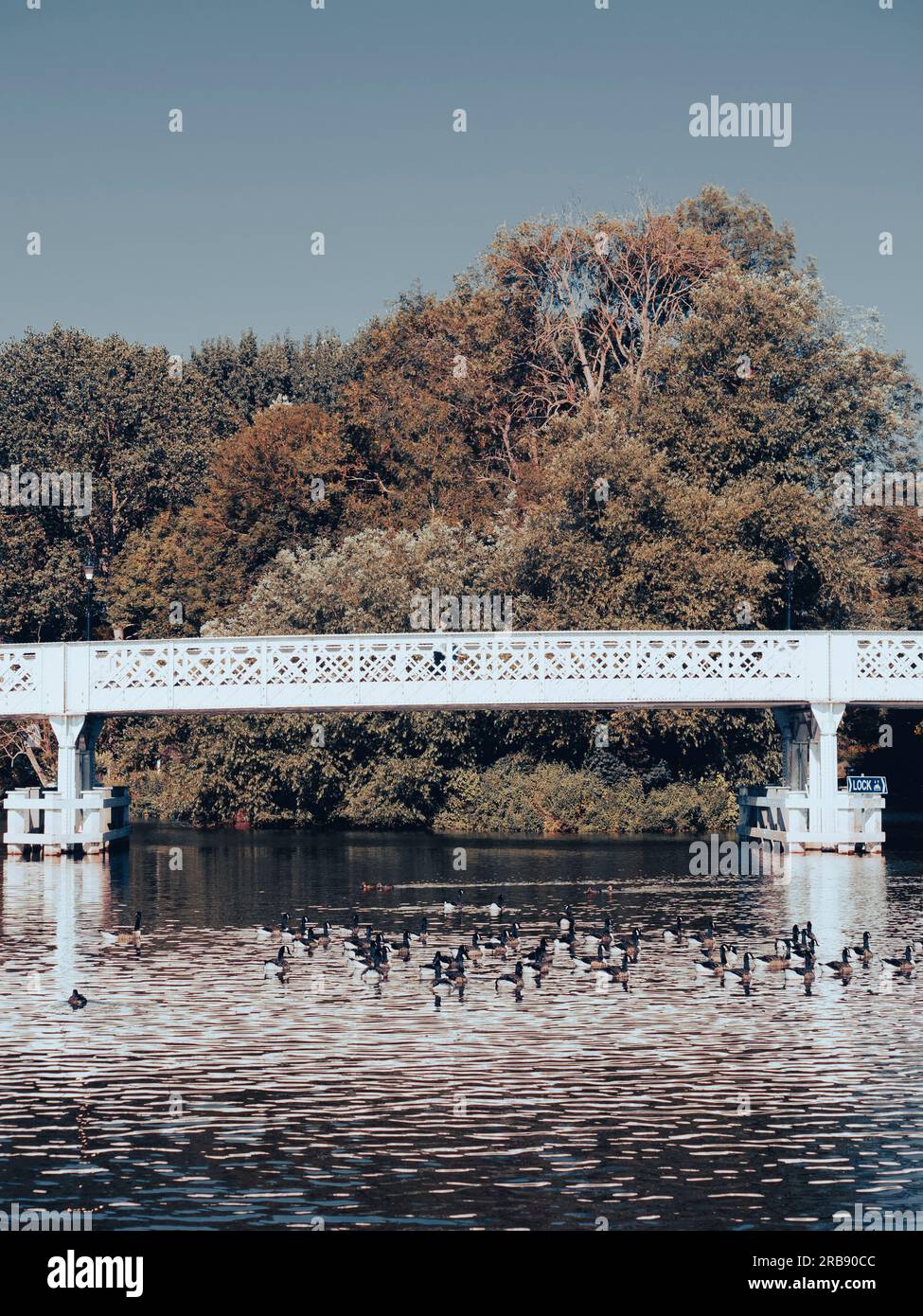 Flock of Canada Geese swimming under Whitchurch Bridge, River thames, Berkshire, England, UK, GB. Stock Photo