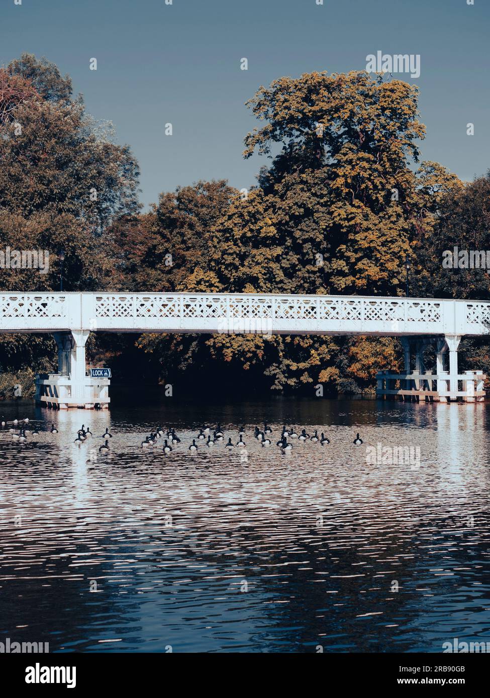 Flock of Canada Geese swimming under Whitchurch Bridge, River thames, Berkshire, England, UK, GB. Stock Photo