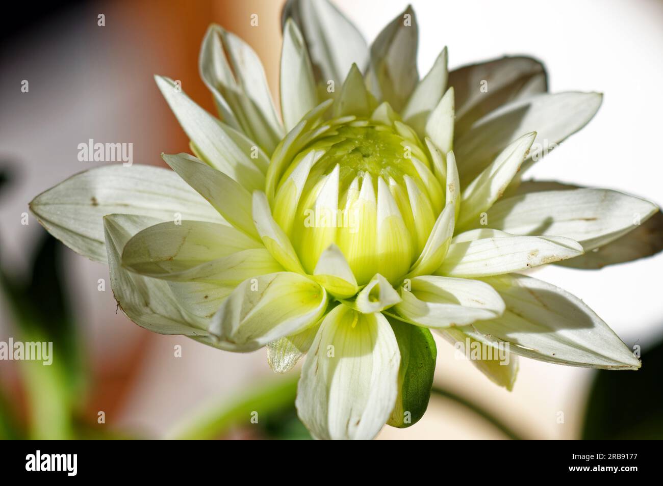 Garden, flowers and blossoms: Isolated flower of a dahlia Stock Photo