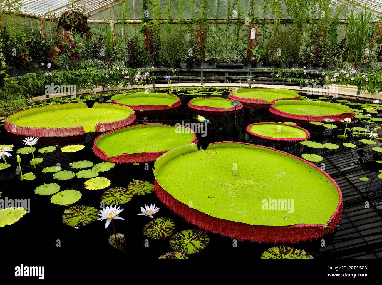 Waterlily House Kew Gardens, London. Stock Photo