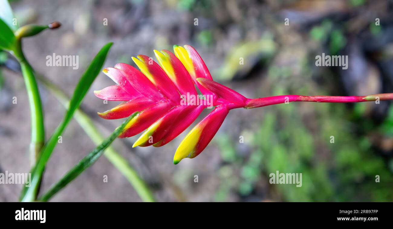 Red flower of a bromeliad from the Atlantic Forest Stock Photo