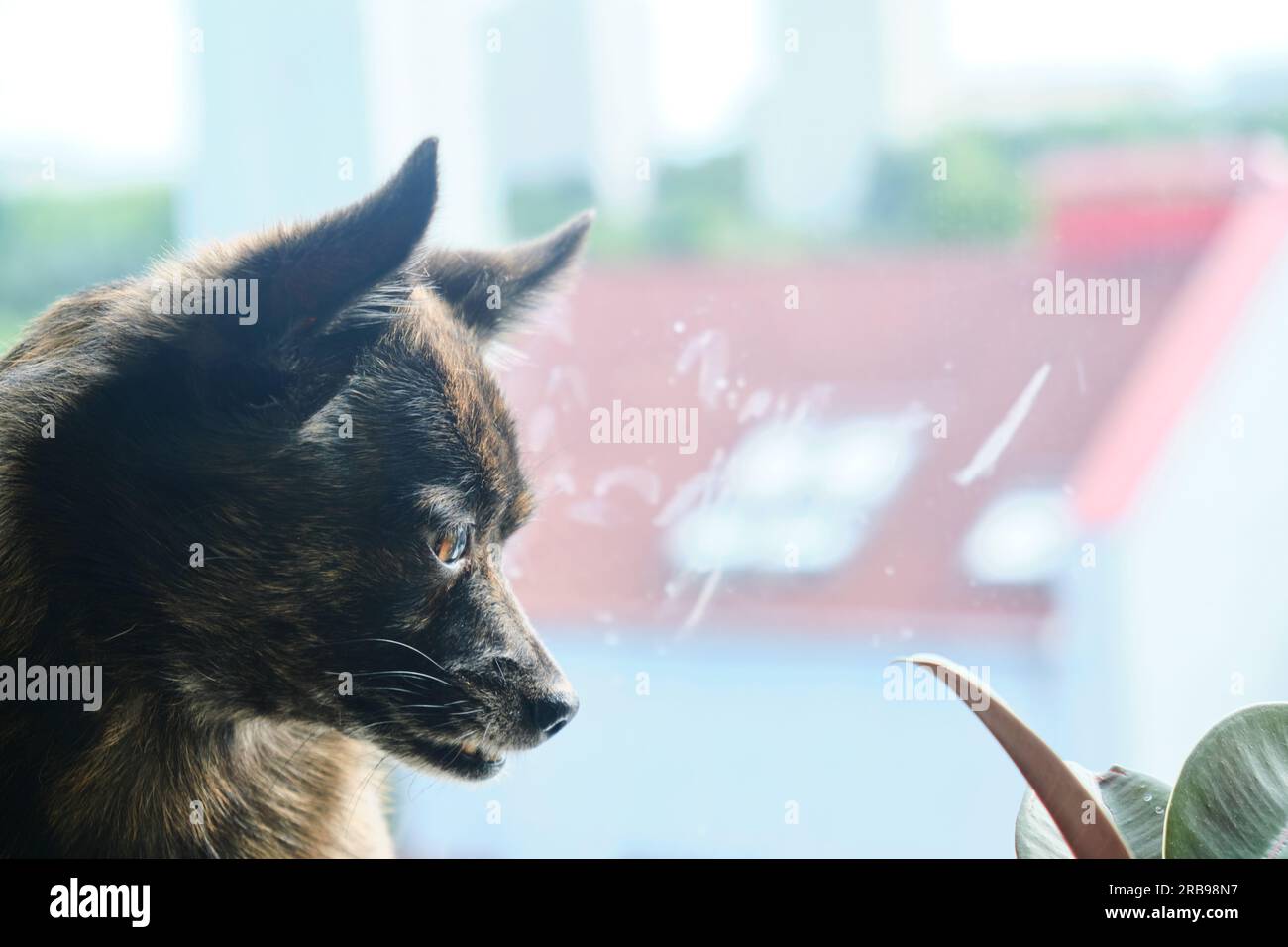 The dog sits on the windowsill and looks out the window in a sunny summer day Stock Photo