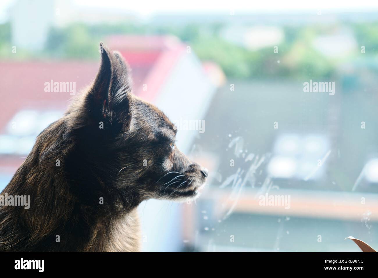 The dog sits on the windowsill and looks out the window in a sunny summer day Stock Photo
