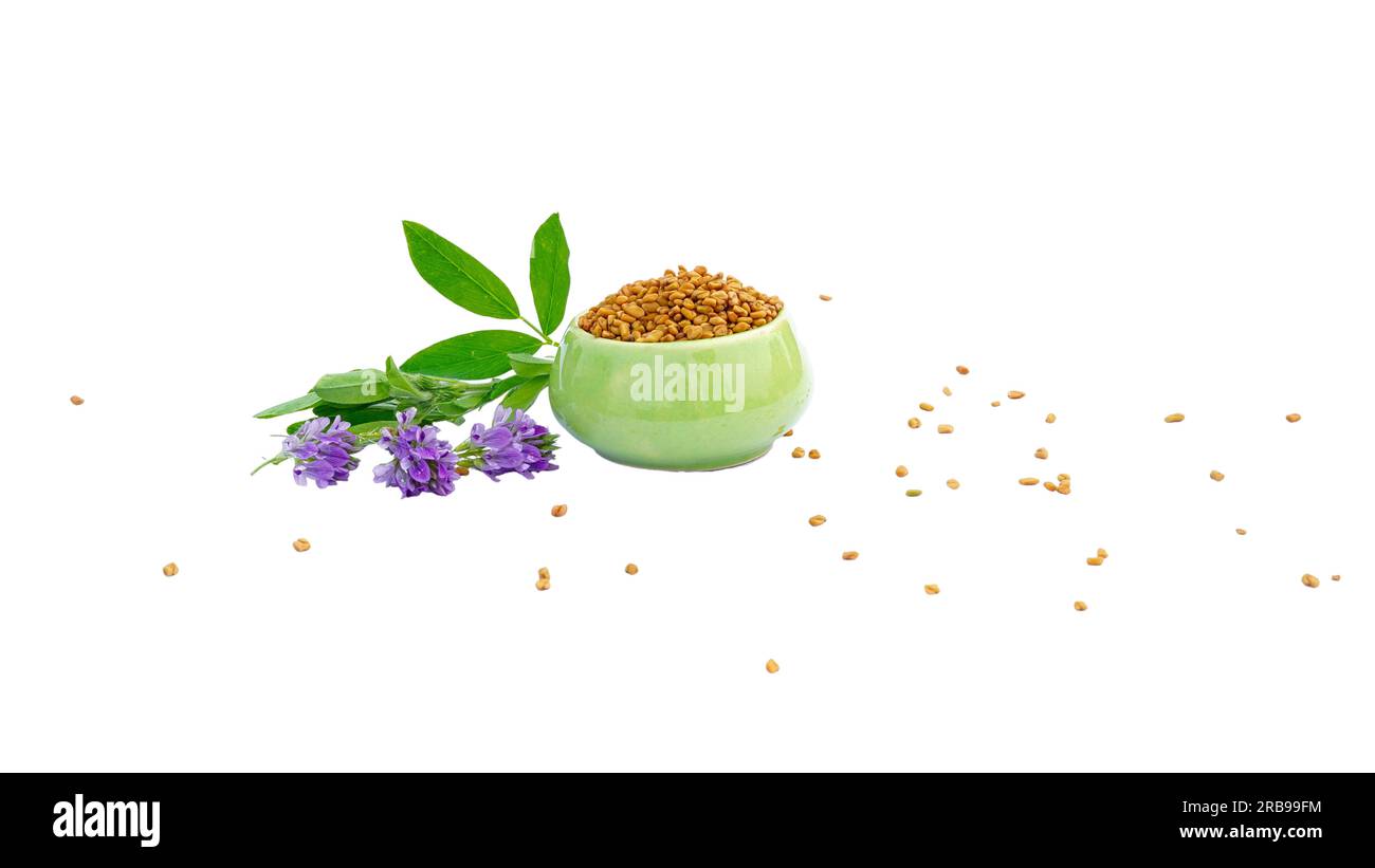 Fenugreek leaves with seeds and flowers, Fenugreek seeds with fresh