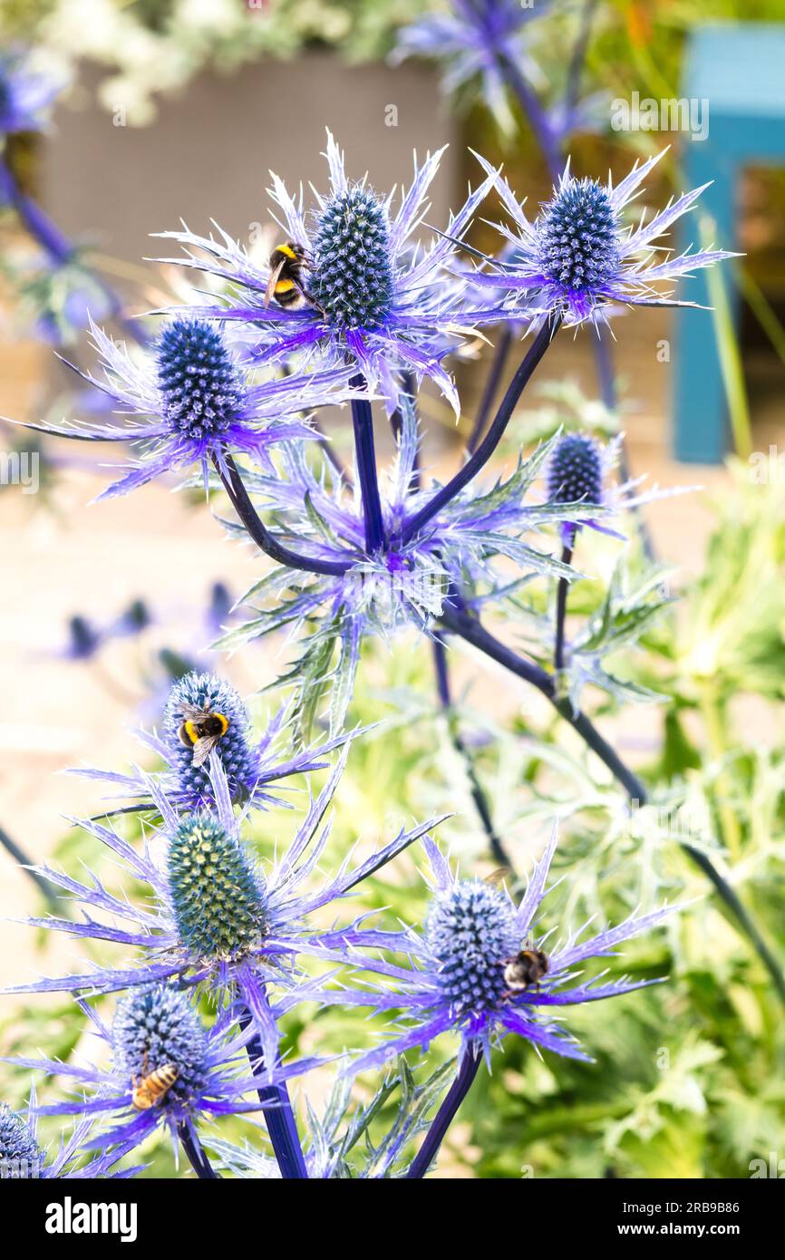 Sea Holly. Eryngium. Flowers with Bees. Stock Photo