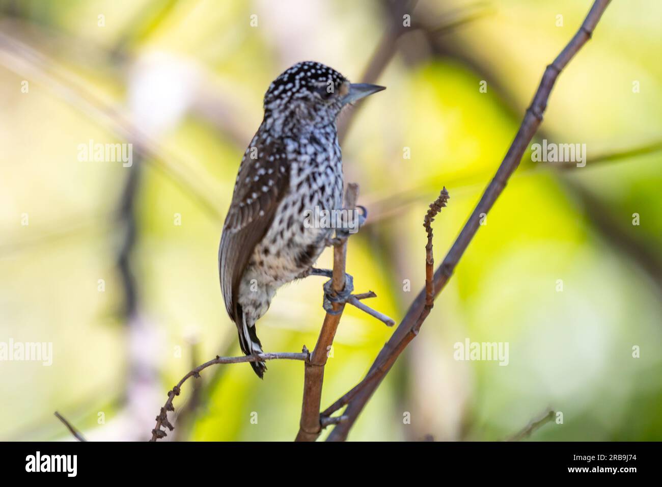 The smallest woodpecker in the world, Brazilian dwarf woodpecker