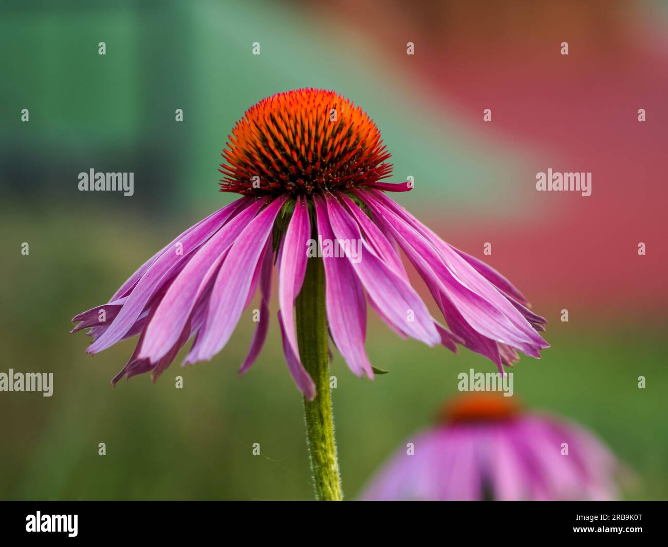 colorful echinacea in a natural environment, in full bloom from a close distance, elegant, delicate flowers in the golden hour on a blurred background Stock Photo