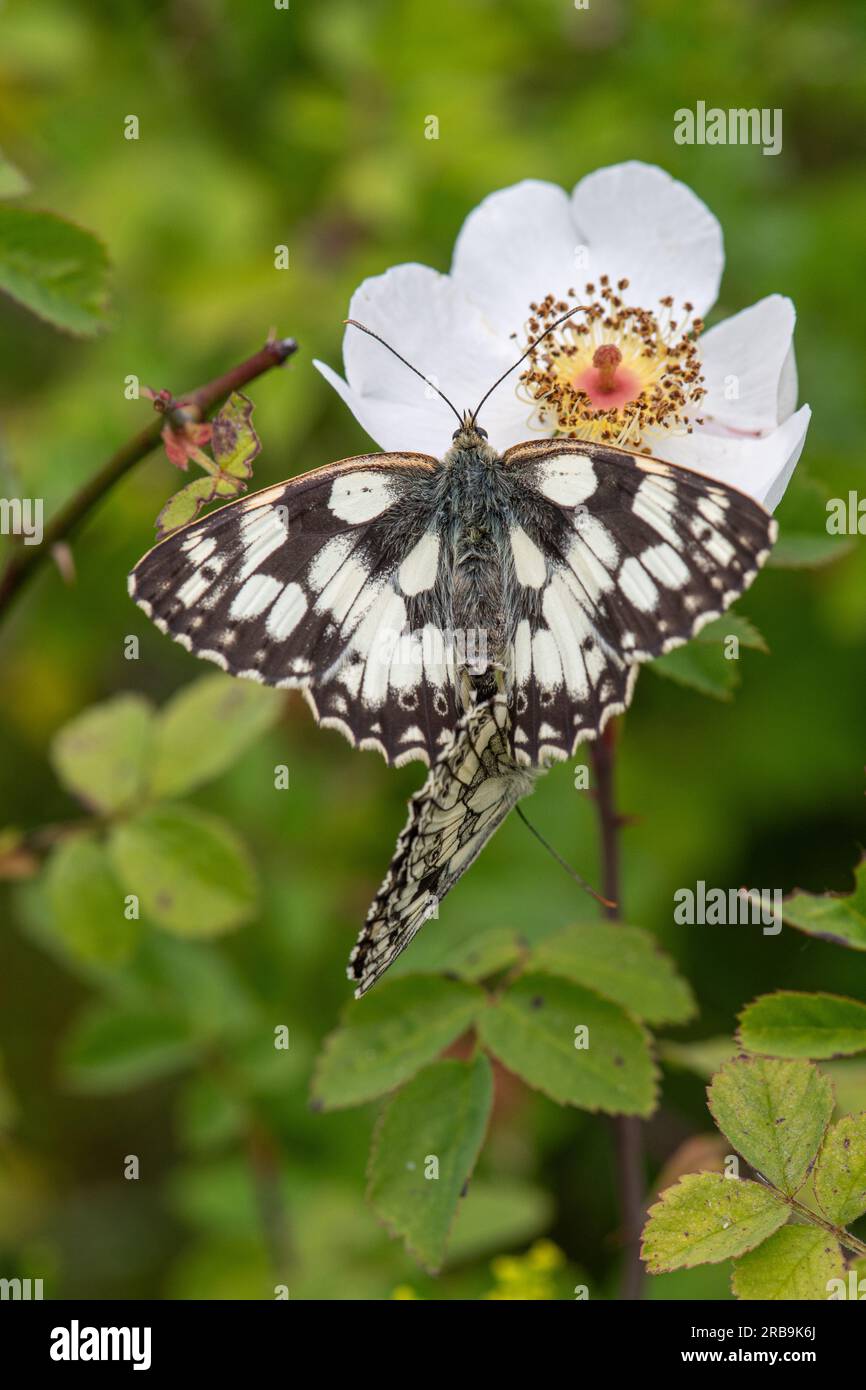 Marbled white butterfly (Melanargia galathea) mating pair during June or summer, Hampshire, England, UK Stock Photo