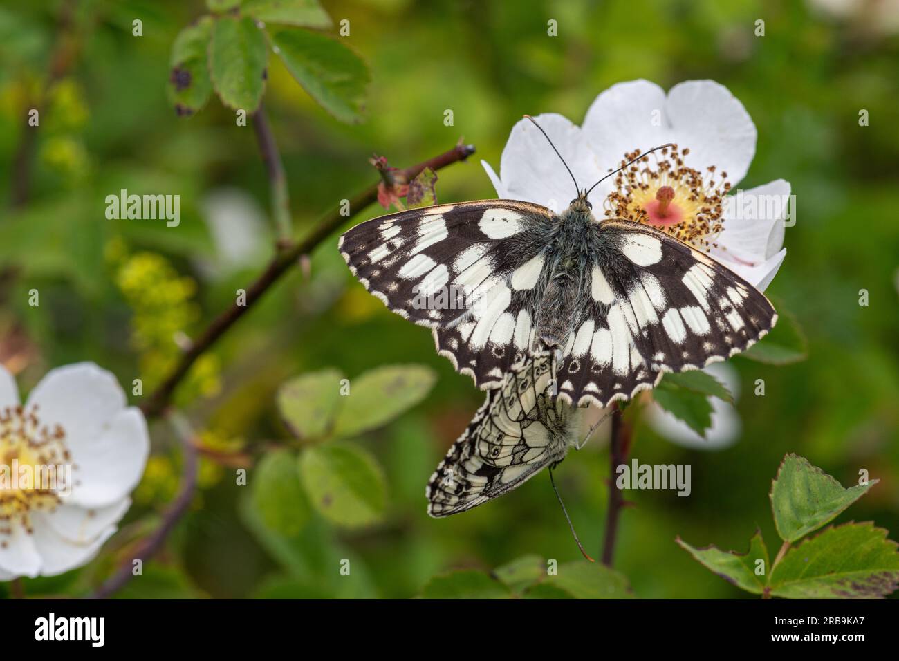 Marbled white butterfly (Melanargia galathea) mating pair during June or summer, Hampshire, England, UK Stock Photo