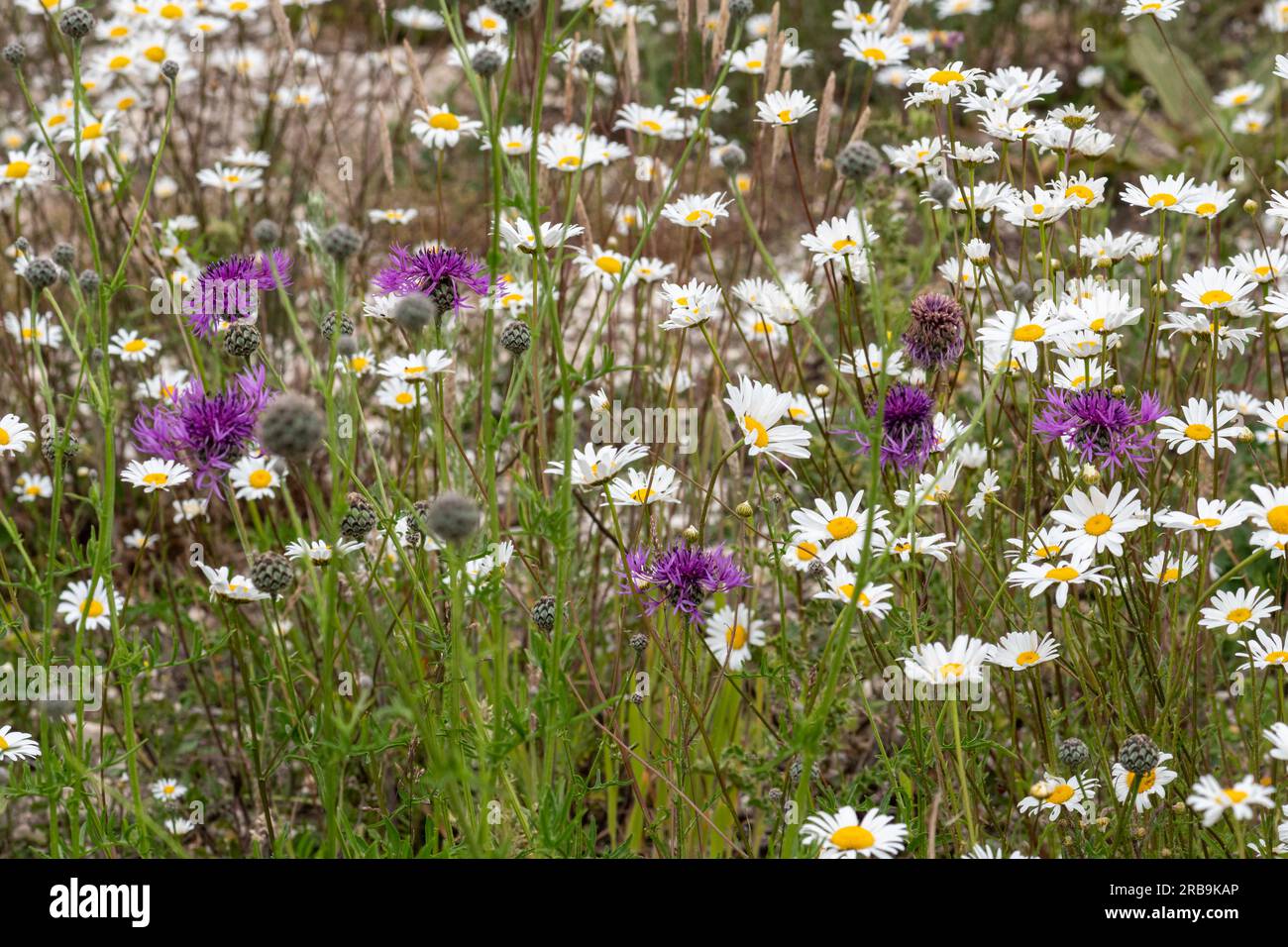 Wildflowers of chalk downland, including greater knapweed (Centaurea scabiosa) and ox-eye daisies, Noar Hill, Hampshire, England, UK, during June Stock Photo