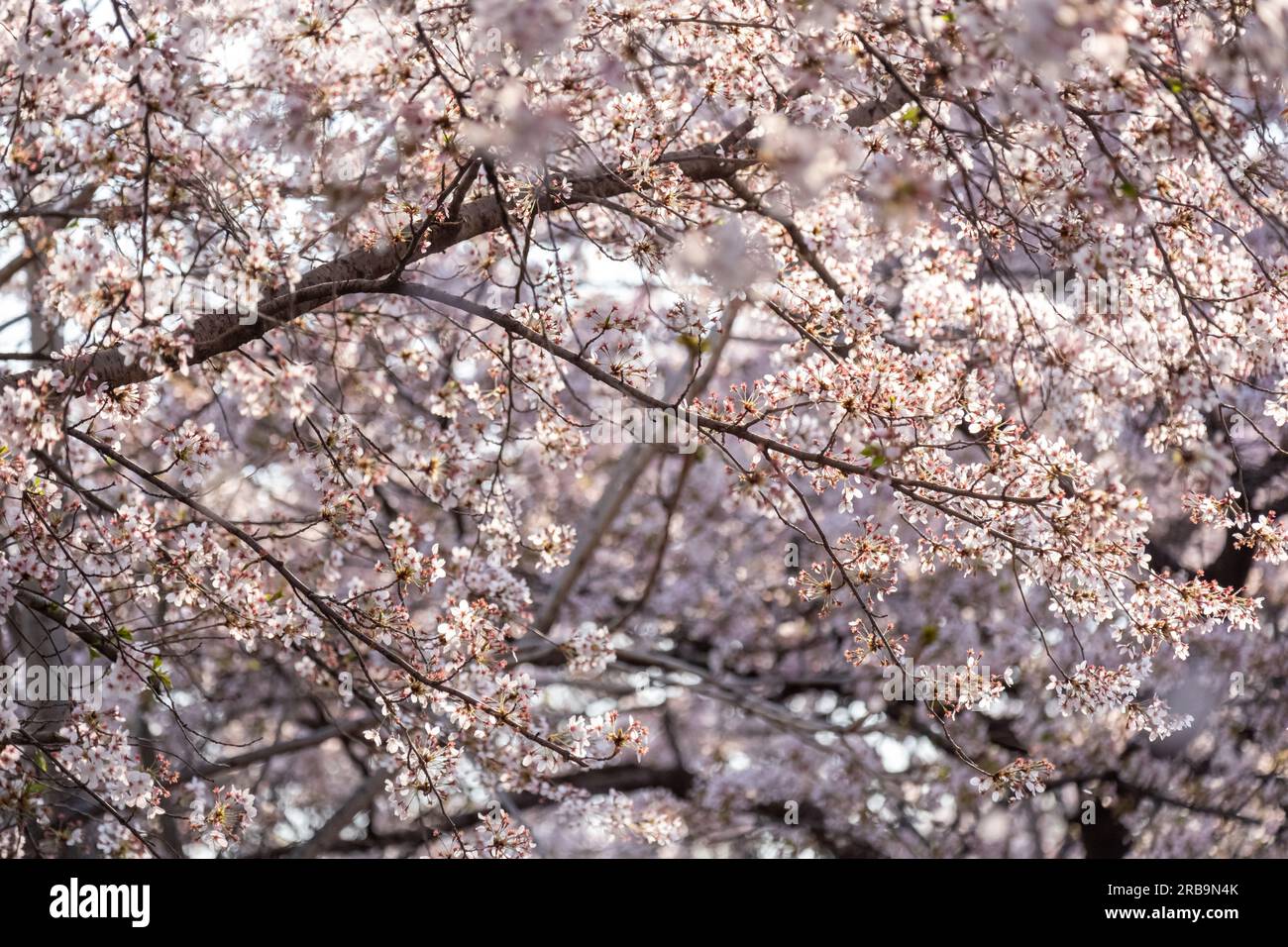 Cherry Blossoms in spring with Soft focus, at Yeongdeungpo Yeouido ...