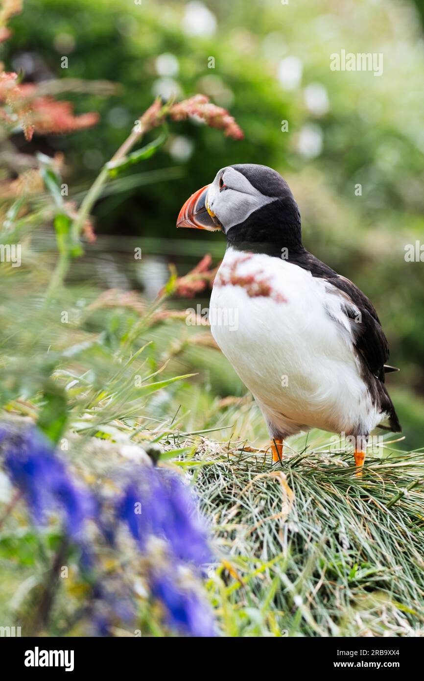 Atlantic puffin on Lunga Island, Treshnish Isles, Scotland, UK Stock ...