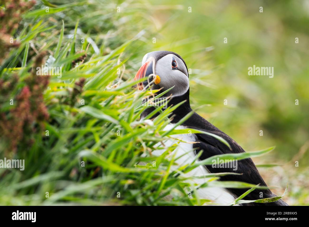 Atlantic puffin on Lunga Island, Treshnish Isles, Scotland, UK Stock ...