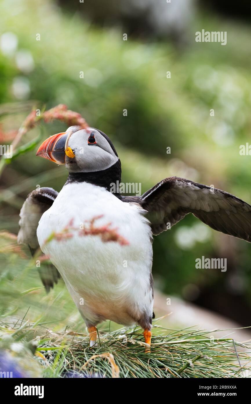 Atlantic puffin on Lunga Island, Treshnish Isles, Scotland, UK Stock ...