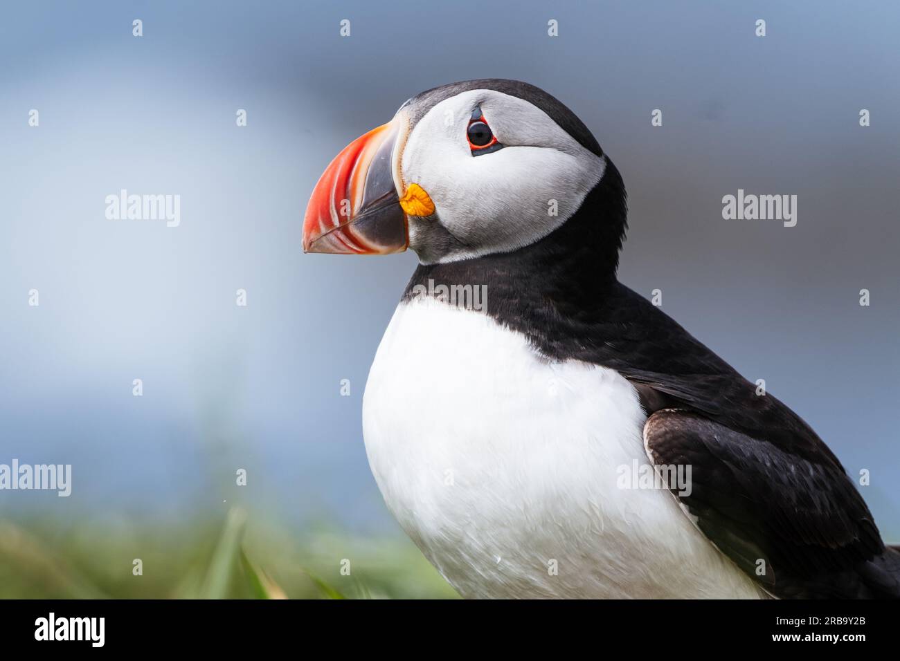 Atlantic puffin on Lunga Island, Treshnish Isles, Scotland, UK Stock ...